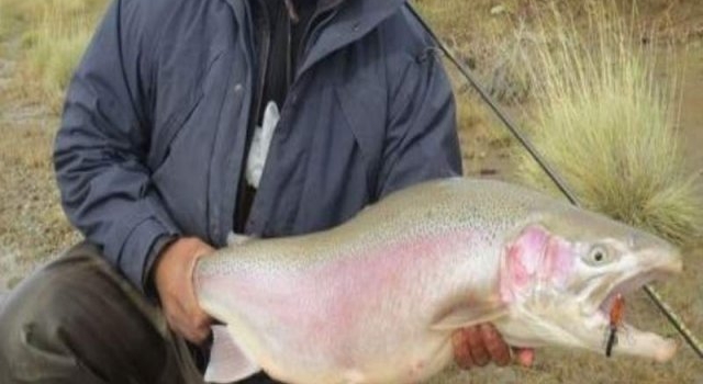 Todo listo para dar inicio a la Fiesta Nacional de la Trucha Steelhead