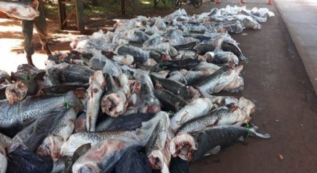 Cinco depredadores del río pescaron 59 surubíes sin permisos