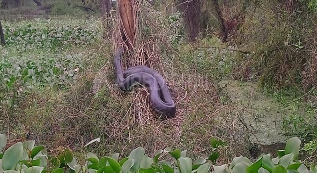 Mirá la gigantesca curiyú que encontraron en la zona de islas santafesina