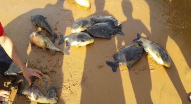 Aparecieron peces muertos en la zona de rincón Santa María en Ituzaingó