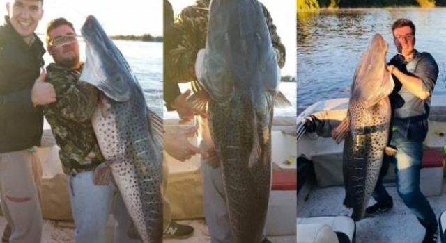 Chaqueños pescaron un surubí de 50 kilos en Paso de la Patria