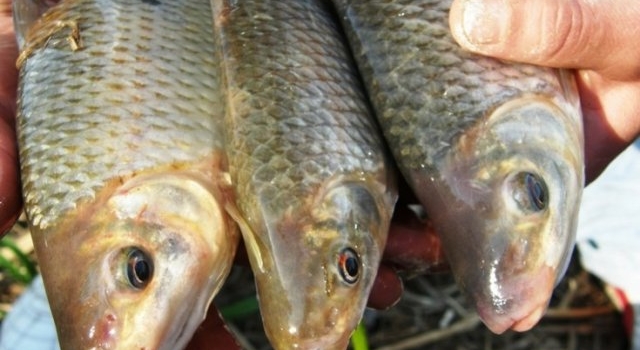 Advierten que consumir pescados con la bajante del río es un riesgo