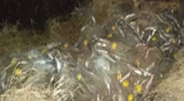 Otra vez pesca ilegal en Cuero de Zorro