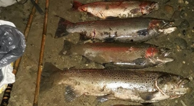 Atrapan en Bariloche a pescadores furtivos con 50 kilos de trucha