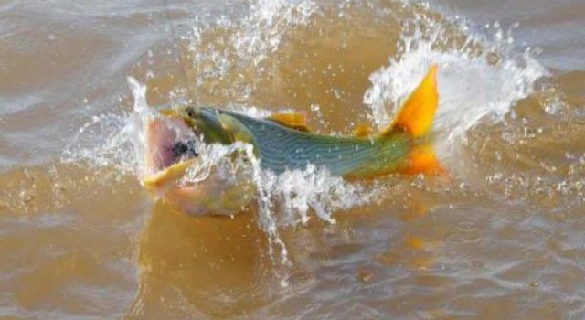 Corrientes: evalúan dictar la veda de pesca a raíz de la bajante del Río Paraná