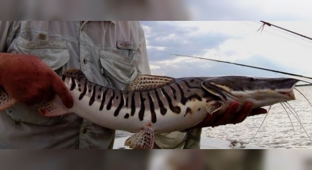 Santa Fe: Comienza la veda para la pesca del surubí