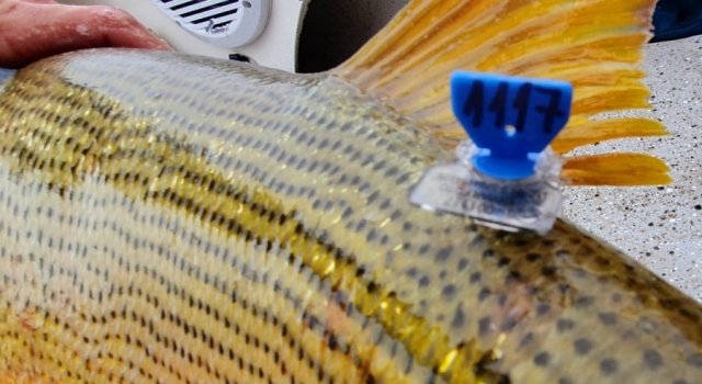 Marcación de peces del Paraná, un proyecto que suma apoyo nacional e internacional