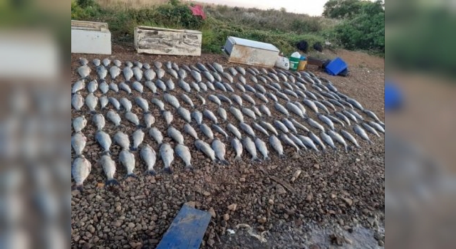 Pesca ilegal: Prefectura secuestró más de 100 bagres en Ituzaingó
