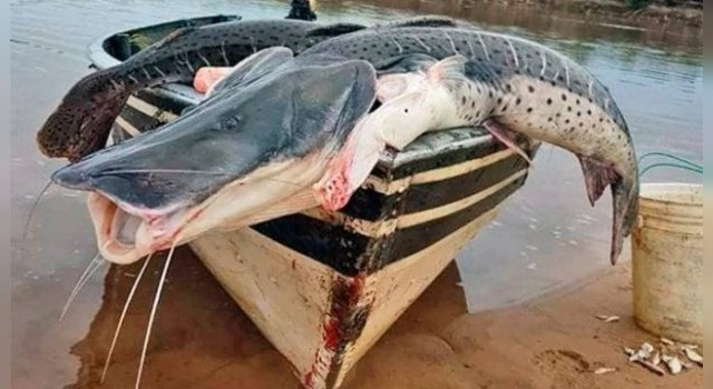 La veda de la pesca no es necesaria, aseguran en Santa Fe