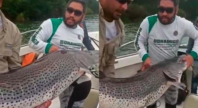 Los gigantes del río Paraná reaparecen con el regreso de la pesca en Corrientes
