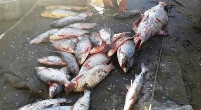 Santa Fe: Pesca ilegal, le decomisaron cien bogas, sábalos y dorados