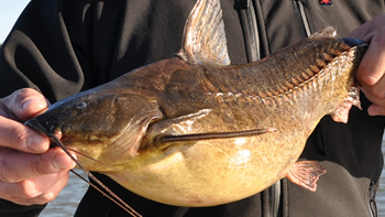 Pesca de Armado (Pterodoras granulosus)