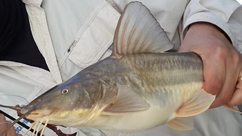 Pesca de Bagre blanco en Río Negro