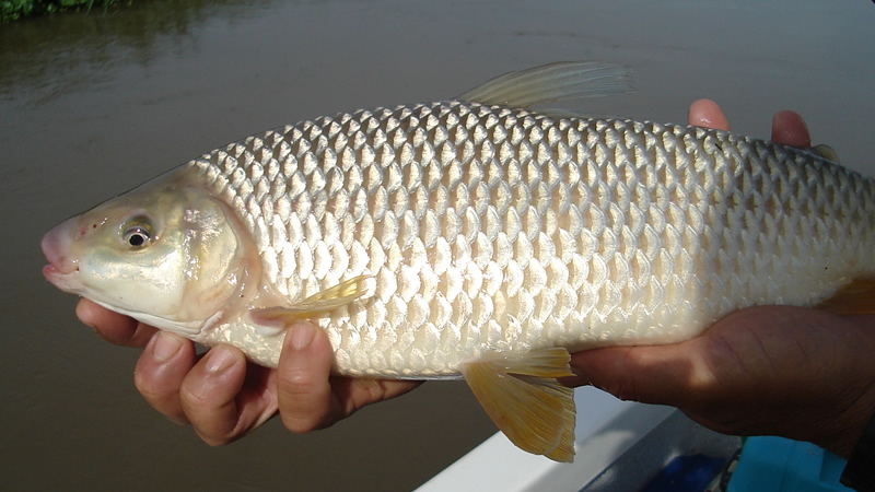 Pesca de Boga (Leporinus obtusidens)