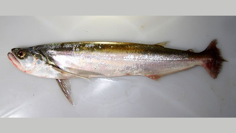 Pesca de Chafalote o Machete (Rhaphiodon vulpinus)