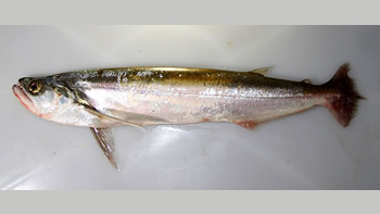 Pesca de Chafalote o Machete (Rhaphiodon vulpinus)