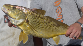 Pesca de Corvina rubia en Santa Cruz