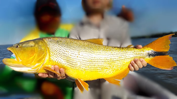 Pesca de Dorado en Santa Fe