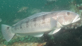 Pesca de Falso salmón en Santa Cruz