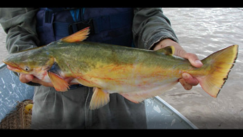 Pesca de Manduvá en Santiago del Estero