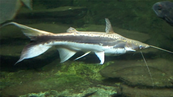 Pesca de Manduví o Manduvé Cucharón en Chaco