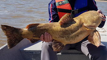 Pesca de Manguruyú en Entre Ríos