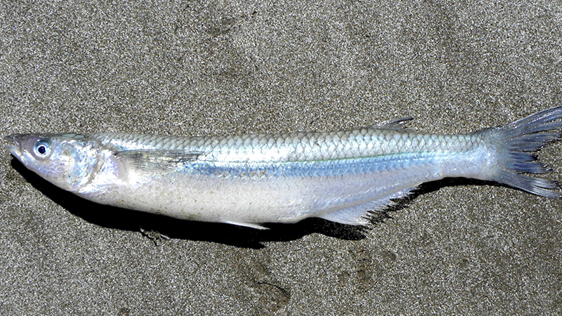 Pesca de Pejerrey de mar (Odontesthes argentinensis)