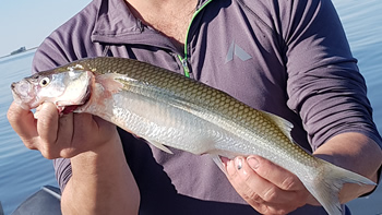 Pesca de Pejerrey o Matungo