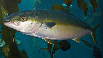 Pesca de Pez limón en Buenos Aires