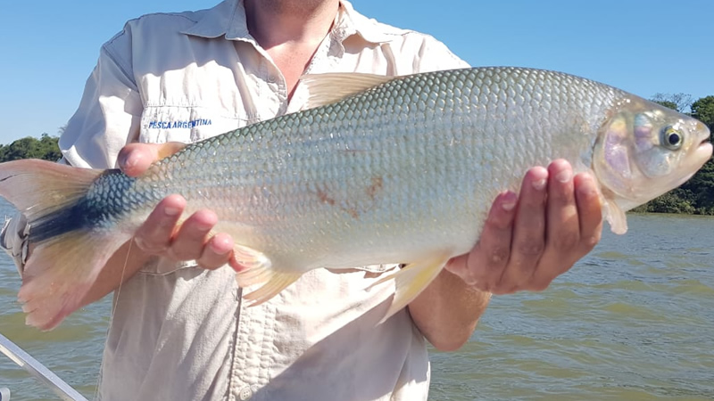 Pesca de Pirá pitá (Brycon orbignyanus)