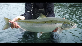 Pesca de Salmón encerrado en Neuquén