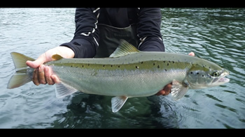 Pesca de Salmón encerrado (Salmo Salar Sebago)