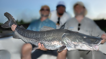 Pesca de Surubí pintado en Chaco