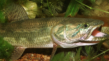 Pesca de Tararira o Tarucha
 en Argentina