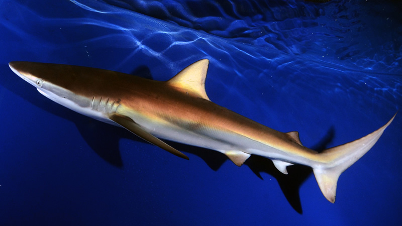 Pesca de Tiburón bacota (Carcharhinus acronotus)