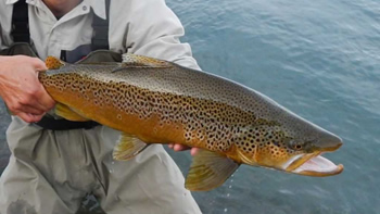 Pesca de Trucha marrón en Tierra del Fuego