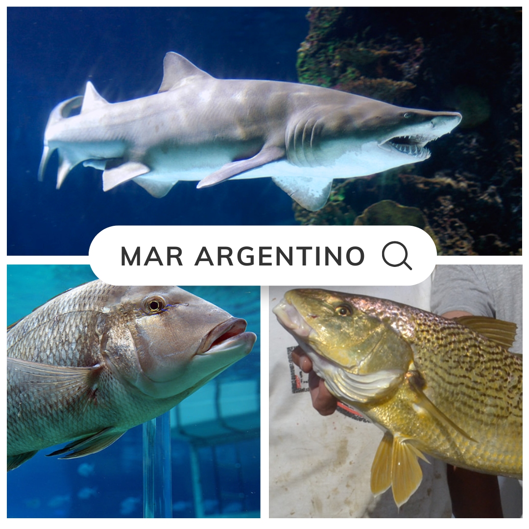 Pesca en el Mar Argentino