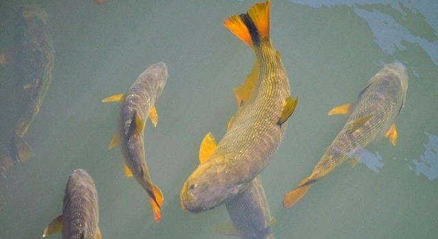 Cuándo comienza la veda del dorado en el Río Uruguay?