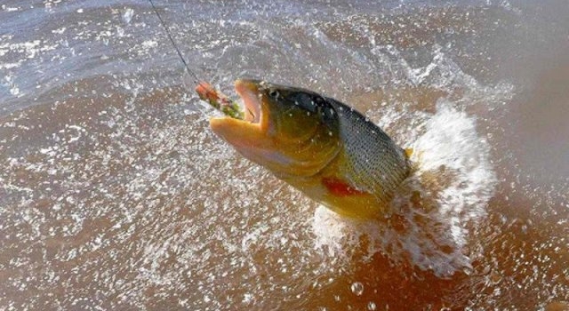 Río Uruguay: comienza a regir el período de veda para la pesca