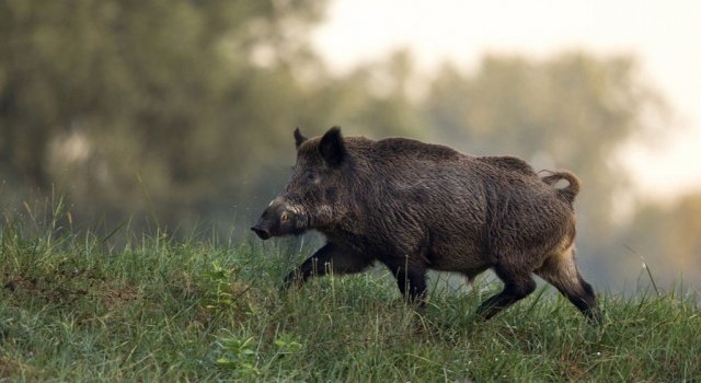 La Pampa restableció las temporadas de caza y pesca 2020
