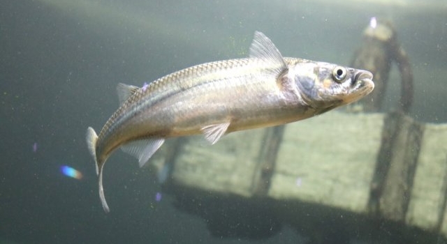 Acuario del Río Paraná: identifican características genéticas de pejerreyes