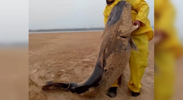 Bajante: capturan un tremendo surubí ‘varado’ en medio del río Paraná