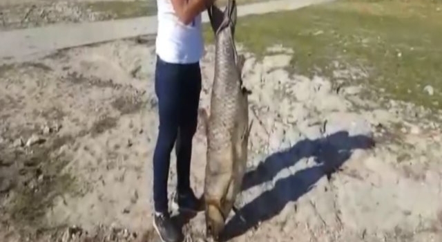 Encontraron un pez gigante a orillas del dique San Roque