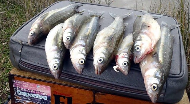 En septiembre comienza la veda para pesca del pejerrey
