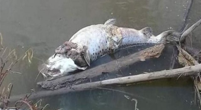 Mortandad de peces de gran tamaño