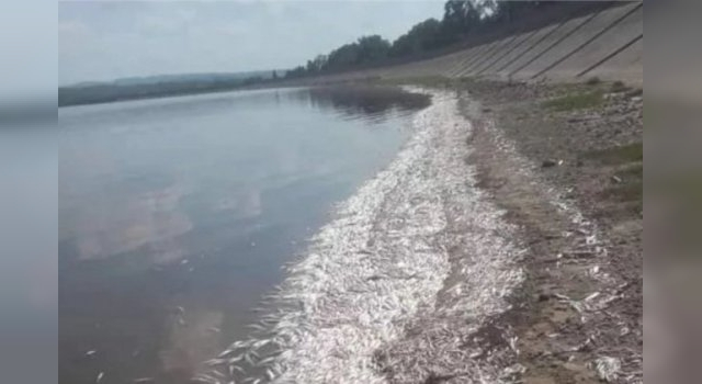 Mortandad de peces en Cruz del Eje: apuntan al intenso calor de los últimos días