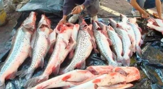 Habilitan la extracción parcial de especies en pesca deportiva