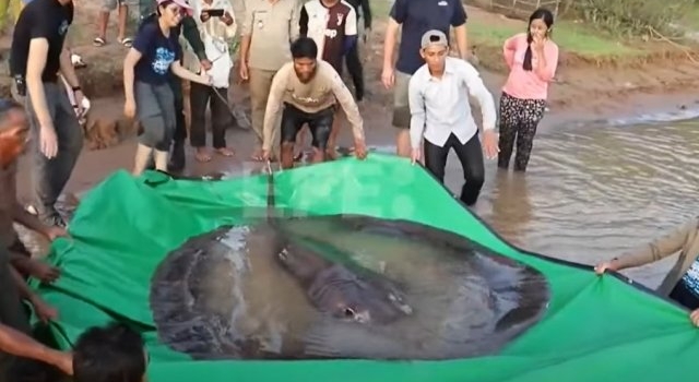 Descubren al pez de agua dulce "más grande del mundo”: una raya de 300 kilos