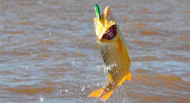 Presentaron en Paraná, la Fiesta del Dorado que se hará el sábado 27 en La Paz