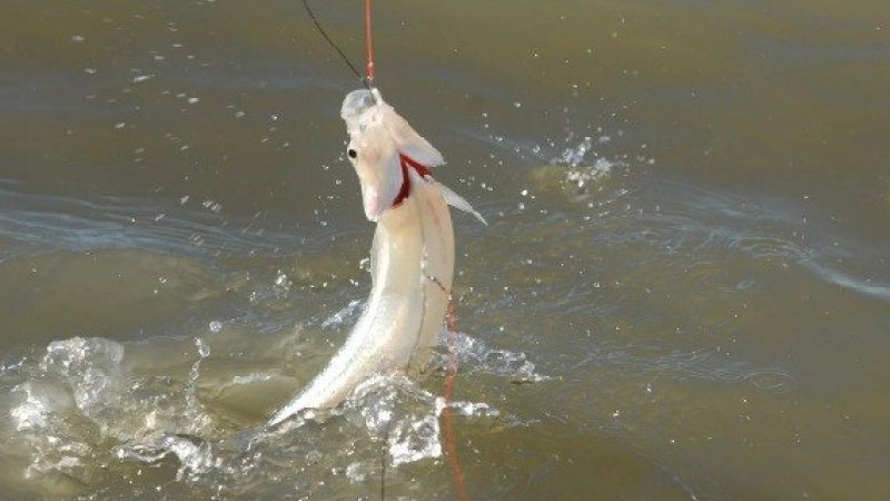 Comenzó la veda de pesca del pejerrey: va desde el 1 de septiembre hasta el 30 de noviembre
